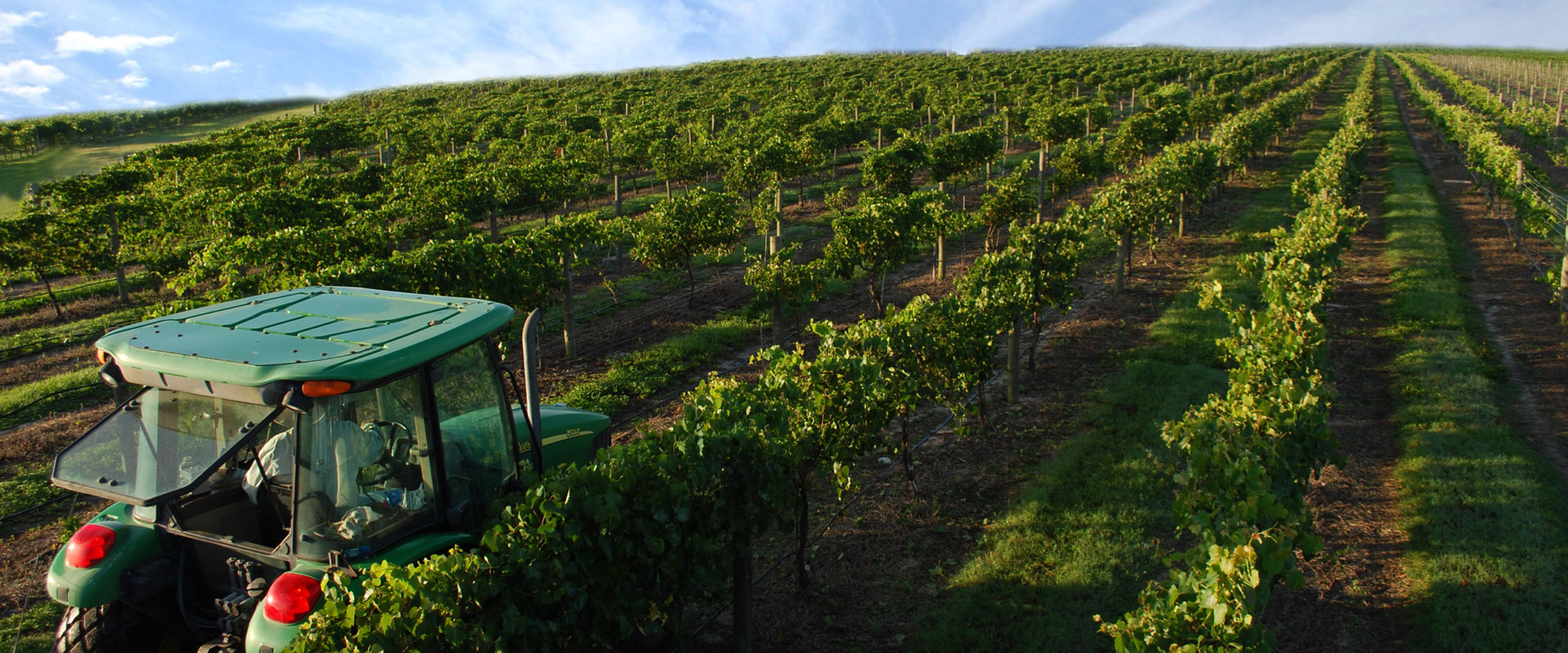 Exploring the Fascinating Wineries of Central Florida