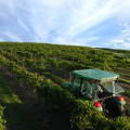 Exploring the Best Wineries in Central Florida